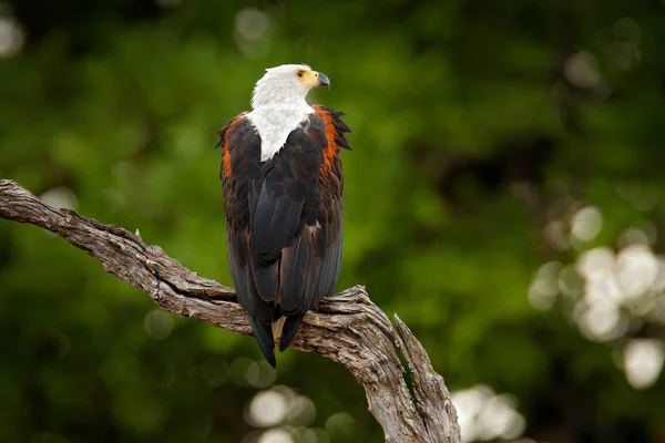 非洲鱼鹰，Haliaeetus vocifer，褐色的鸟与白色的头。鹰坐在树梢上.来自非洲自然的野生动物场景，奥卡万戈三角洲，博茨瓦纳，非洲. — 图库照片
