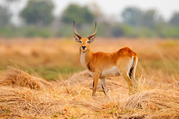 Lechwe, Kobus leche, antilop az aranyfüves vizes területeken, vízzel. Lechve fut a folyóvíz, Okavango delta, Botswana Afrikában. Vadvilági jelenet a természetből. — Stock Fotó