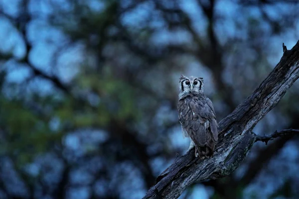 África, coruja à noite. Verreaux 's Eagle Owl. Coruja africana rara no habitat natural em Okawango delta, Moremi Botswana. Pássaro noturno com habitat arbóreo. Cena de vida selvagem de natureza africana . — Fotografia de Stock