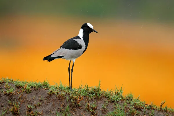 Demirci kanadı ya da demirci yağmurluğu, Vanellus armatus, yeşil çimenlikteki kuş, Moremi, Okavango delta, Botswana. Doğadan vahşi yaşam sahnesi. Kırmızı gagalı gri beyaz kanat. — Stok fotoğraf