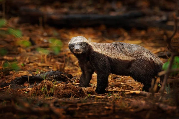 Tejón de miel, Mellivora capensis, también conocido como el ratel, en el hábitat del bosque oscuro. Tejón negro y gris del delta del Okavango, Botswana en África. Escena de vida silvestre de naturaleza africana . — Foto de Stock