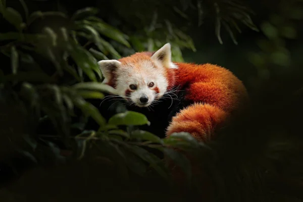 Panda vermelho deitado na árvore com folhas verdes. Ailurus fulgens, detalhe rosto retrato de animal da China. Cena de vida selvagem da floresta asiática. Panda na vegetação verde escura . — Fotografia de Stock