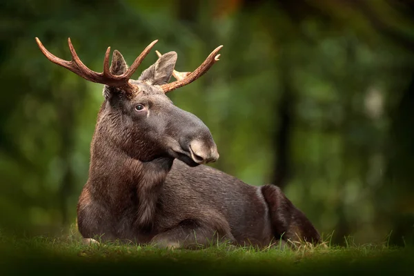 Moose or Eurasian elk, Alces alces in the dark forest during rainy day. Beautiful animal in the nature habitat. Wildlife scene from Sweden. — Stock Photo, Image