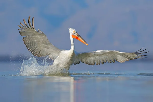 Dalmatský pelikán, Pelecanus crispus, přistává v jezeře Kerkini v Řecku. Pelikán s otevřenými křídly. Divoká příroda z evropské přírody. Pták začíná ve vodě. — Stock fotografie