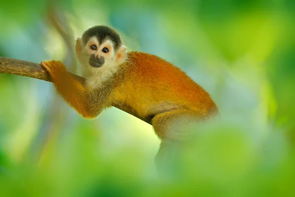 Scimmia nella vegetazione della foresta tropicale. Animale, coda lunga nella foresta tropicale. Scimmia scoiattolo, Saimiri oerstedii, seduta sul tronco d'albero con foglie verdi, Corcovado NP, Costa Rica . — Foto Stock