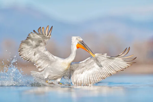 Dalmát pelikán, Pelecanus crispus, leszállás a Kerkini-tónál, Görögország. Pelikán nyitott szárnyakkal. Vadvilág az európai természetből. Madárindítás a vízben. — Stock Fotó