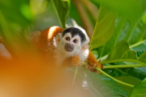 Tropic nature. Monkey, long tail in tropic forest. Squirrel monkey, Saimiri oerstedii, sitting on the tree trunk with green leaves, Corcovado NP, Costa Rica. Monkey, detail face portrait. Wildlife nat — 스톡 사진