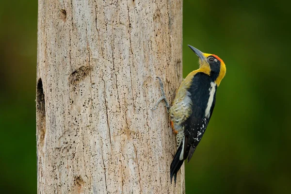 Pájaro carpintero de nuca dorada, Melanerpes chrysauchen, sentado en un tronco de árbol con agujero de anidación, ave negra y roja en el hábitat natural, Corcovado, Costa Rica. Avistamiento de aves, Sudamérica. Pájaro en el verde . — Foto de Stock