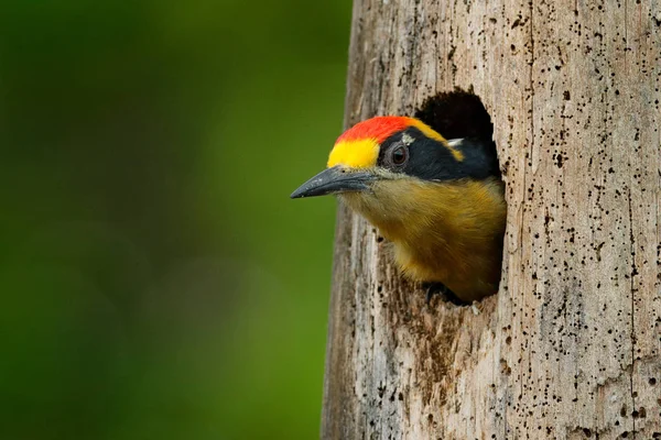 Ptak w dziurze gniazda drzewa, portret szczegół. Dzięcioł złocisty, Melanerpes chrysauchen, siedzący na pniu z otworem lęgowym, czarny i czerwony ptak w siedlisku przyrodniczym, Corcovado, Kostaryka. — Zdjęcie stockowe