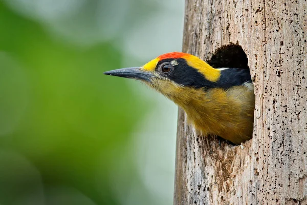 Dzięcioł złocisty, Melanerpes chrysauchen, siedzący na drzewie trink z otworem lęgowym, czarnym i czerwonym ptakiem w siedlisku przyrodnim, Corcovado, Kostaryka. Birdwatching, Ameryka Południowa. Ptak na zielono. — Zdjęcie stockowe