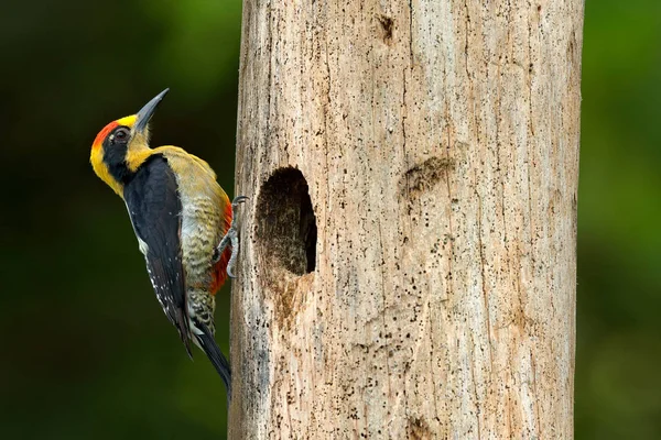 Pica-pau-de-nuca-dourada, Melanerpes chrysauchen, sentado na árvore com buraco de nidificação, pássaro preto e vermelho no habitat da natureza, Corcovado, Costa Rica. Observação de aves, América do Sul. Pássaro no verde . — Fotografia de Stock