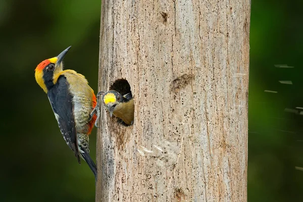 Χρυσονακοδρυοκολάπτης, Μελανότρυπες, που κάθονται πάνω σε δέντρα με τρύπα φωλιάσματος, μαύρο και κόκκινο πουλί στο βιότοπο της φύσης, Κορκοβάντο, Κόστα Ρίκα. Παρακολούθηση πουλιών, Νότια Αμερική. Πουλί στο πράσινο. — Φωτογραφία Αρχείου