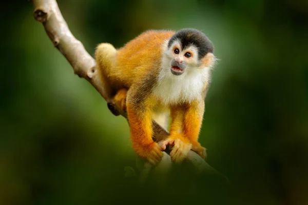 Que animal giro. Vida selvagem Costa Rica. Macaco esquilo, sentado no tronco da árvore com folhas verdes, Corcovado NP, Costa Rica . — Fotografia de Stock