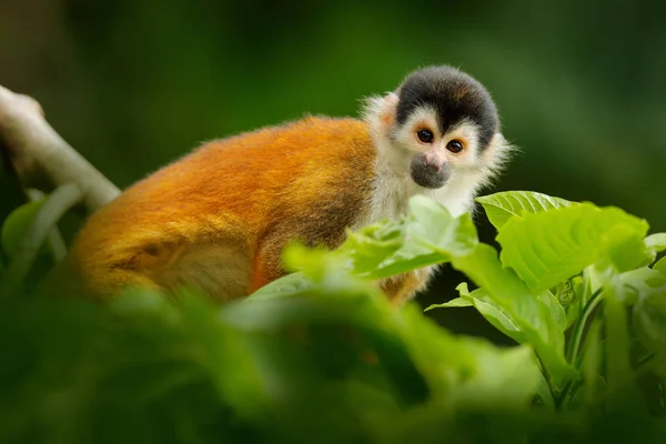 Дика Коста-Рика. Мавпа білка, що сидить на стовбурі дерева з зеленим листям, Corcovado Np, Costa Rica. — стокове фото