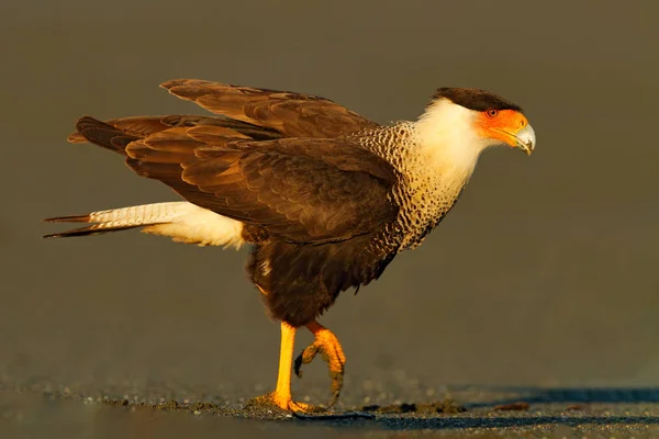 Caracara, sitting on sand beach, Corcovado NP, Costa Rica. Southern Caracara plancus, in morning light. Bird of prey eating turtle eggs. Wildlife scene from nature, Central America. Sea beach. — 스톡 사진