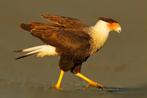 Caracara, sitting on sand beach, Corcovado NP, Costa Rica. Southern Caracara plancus, in morning light. Bird of prey eating turtle eggs. Wildlife scene from nature, Central America. Sea beach. — Stock Photo, Image