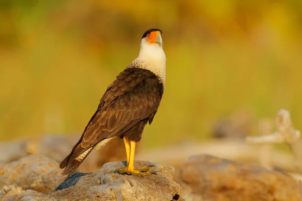 Caracara, seduta sulla spiaggia di sabbia, Corcovado NP, Costa Rica. Plancus di Caracara meridionale, alla luce del mattino. Uccello rapace mangia uova di tartaruga. Scena della fauna selvatica dalla natura, America Centrale. Spiaggia di mare . — Foto Stock