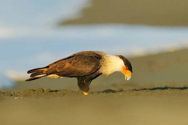 Caracara, sittande på sandstrand, Corcovado Np, Costa Rica. Södra Caracara plancus, i morgonljuset. Bird of prey äta sköldpadda ägg. Djurliv scen från naturen, Centralamerika. Havsstrand. — Stockfoto