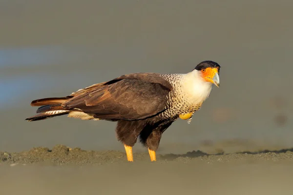 Caracara, sitting on sand beach, Corcovado NP, Costa Rica. Southern Caracara plancus, in morning light. Bird of prey eating turtle eggs. Wildlife scene from nature, Central America. Sea beach. — Stock Photo, Image