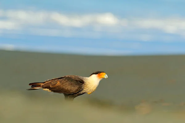 Caracara, sittande på sandstrand, Corcovado Np, Costa Rica. Södra Caracara plancus, i morgonljuset. Bird of prey äta sköldpadda ägg. Djurliv scen från naturen, Centralamerika. Havsstrand. — Stockfoto