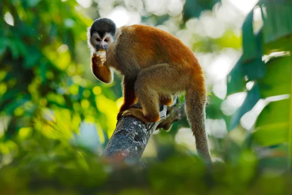 Singe dans la végétation de la forêt tropicale. Animal, longue queue dans la forêt tropicale. Singe écureuil, Saimiri oerstedii, assis sur le tronc d'arbre aux feuilles vertes, Corcovado NP, Costa Rica . — Photo