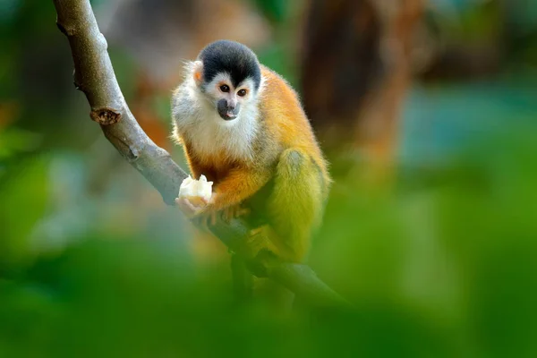 Monkey in the tropic forest vegetation. Animal, long tail in tropic forest. Squirrel monkey, Saimiri oerstedii, sitting on the tree trunk with green leaves, Corcovado NP, Costa Rica. — Stock Photo, Image