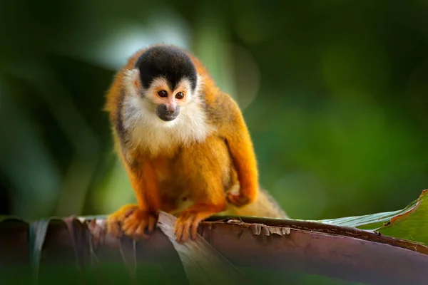 Monkey in the tropic forest vegetation. Animal, long tail in tropic forest. Squirrel monkey, Saimiri oerstedii, sitting on the tree trunk with green leaves, Corcovado NP, Costa Rica. — Stock Photo, Image