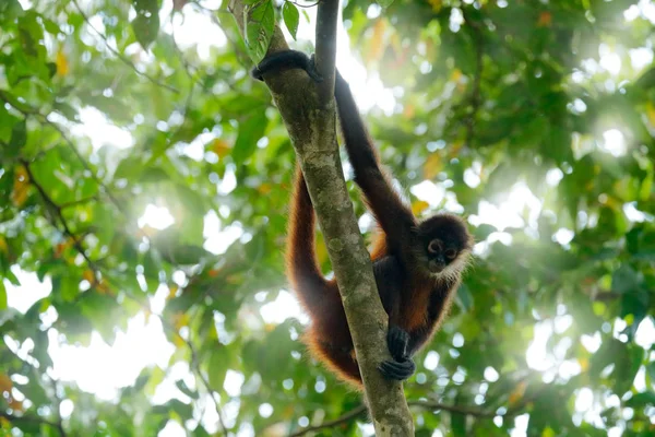 Mono araña en la copa del árbol. Vida silvestre verde de Costa Rica. Mono araña negro sentado en la rama del árbol en el bosque tropical oscuro. Animal en el hábitat natural, en el árbol . — Foto de Stock