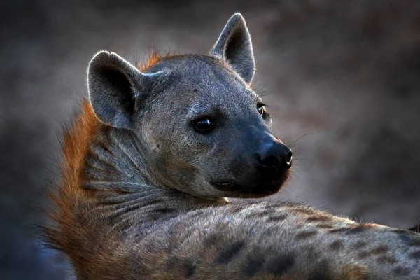 海娜，细节肖像。 斑点鬣狗, Crocuta crocuta,愤怒的动物靠近水坑,美丽的黄昏落日. 来自大自然的动物行为，非洲伊托沙的野生动物。 萨凡纳的海雅娜 — 图库照片