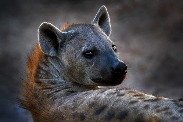 Hyena, portrait détaillé. Hyène tachetée, Crocuta crocuta, animal en colère près du trou d'eau, magnifique coucher de soleil du soir. Animal behaviour from nature, wildlife in Etosha, Namibia, Africa. Hyène dans la savane — Photo