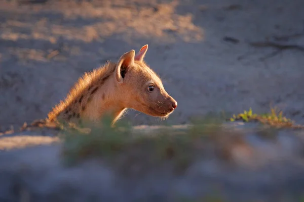 Joven cachorro de hiena, luz del atardecer. Hiena, retrato de detalle. Hiena manchada, Crocuta crocuta, animal enojado cerca del agujero de agua, hermosa puesta de sol por la noche. Animales de cachorro naturaleza, Okavango, Botswana — Foto de Stock