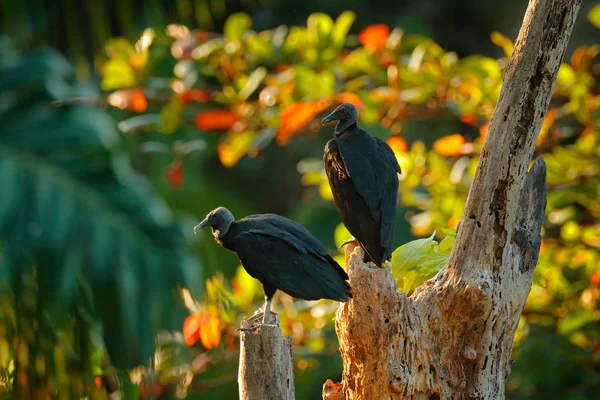 Costa Ricas morgendlicher Sonnenaufgang. hässlicher schwarzer Vogel schwarzer Geier, Coragyps atratus, Vogel im Lebensraum. Wildszene aus der Natur. Geier sitzt auf dem Baum im tropischen Regenwald von Costa Rica. — Stockfoto