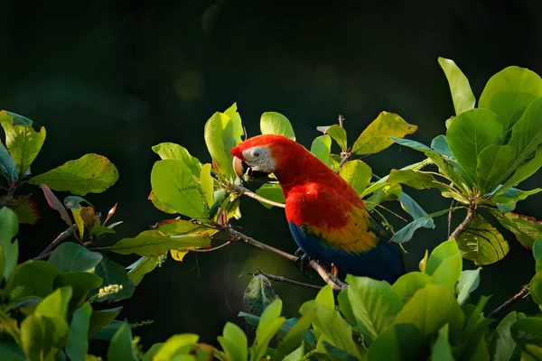 Macaw parrot flying in dark green vegetation with beautiful back light and rain. Scarlet Macaw, Ara macao, in tropical forest, Costa Rica. Wildlife scene from tropical nature. Red in forest.