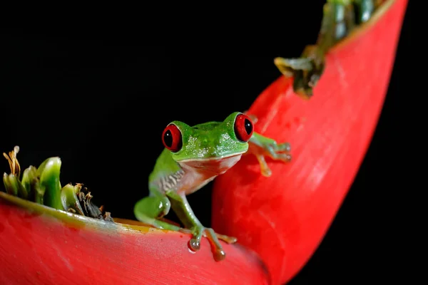 Mooie amfibie in het nachtbos. Detail close-up van kikker rood oog, verborgen in groene vegetatie. Rode Boom Kikker, Agalychnis callidryas, dier met grote ogen, in de natuur habitat, Costa Rica. — Stockfoto