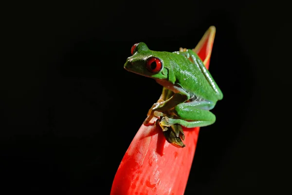 Gyönyörű kétéltű az éjszakai erdőben. Részlet közelkép a béka vörös szem, rejtett zöld növényzet. Vörös szemű béka, Agalychnis callidryas, nagy szemű állat, a Costa Rica-i természetben. — Stock Fotó