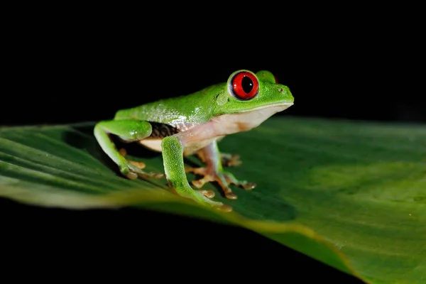 Piękny płaz w nocnym lesie. Szczegóły zbliżenie żaby czerwone oko, ukryte w zielonej roślinności. Żaba czerwonooka, Agalychnis callidryas, zwierzę z dużymi oczami, w środowisku przyrodniczym, Kostaryka. — Zdjęcie stockowe