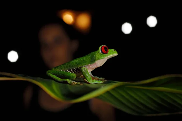 Hermoso anfibio en el bosque nocturno. Detalle de primer plano de ojo rojo rana, oculto en la vegetación verde. Rana de ojos rojos, Agalychnis callidryas, animal con ojos grandes, en hábitat natural, Costa Rica . — Foto de Stock