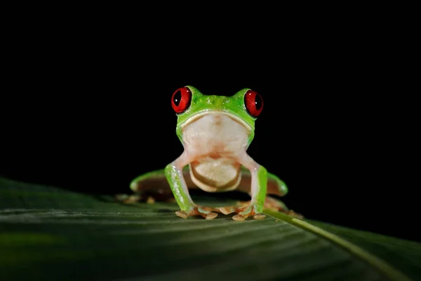 Vacker amfibie i nattskogen. Detalj närbild av groda röda ögat, gömd i grön vegetation. Rödögd trädgroda, Agalychnis callidryas, djur med stora ögon, i naturmiljön, Costa Rica. — Stockfoto