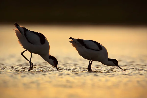 Pied Avocet, Recurvirostra avosetta, black and white bird in the water, France. Wildlife scene from nature. Bird with head under the water. Bird dance in sunrise, lake water. — Stock Photo, Image