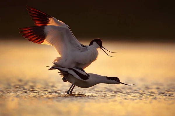 Paarung im Sonnenuntergang, Vogelliebe im Wasser. Säbelschnäbler, recurvirostra avosetta, schwarz-weißer Vogel im Wasser, Frankreich. Wildszene aus der Natur. Vogel mit Kopf unter dem Wasser. — Stockfoto