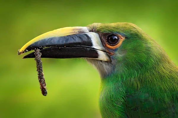 Retrato de pássaro, grande plano de tucano com comida. Toucanet, Aulacorhynchus prasinus, tucano verde no habitat natural, Colômbia. Cena de vida selvagem da floresta tropical. Pássaro verde sentado no galho . — Fotografia de Stock