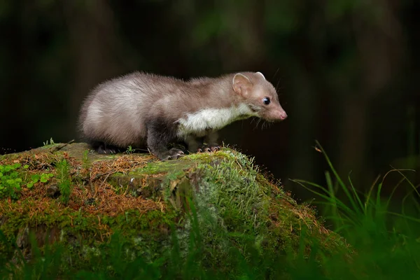 Hewan hutan yang cantik. Beech marten, Martes Foina, dengan latar belakang hijau yang jelas. Predator kecil duduk di batang pohon di hutan. Kehidupan liar adegan dari Jerman . — Stok Foto