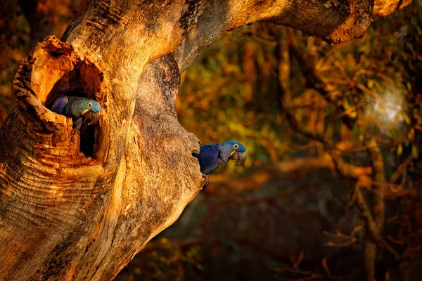 Divoká příroda. Hyacinth Macaw, Anodorhynchus hyacinthinus, modrý papoušek. Portrét velkého modrého papouška, Pantanal, Brazílie, Jižní Amerika. Krásný vzácný pták v přírodním prostředí. Papoušek v hnízdě. — Stock fotografie