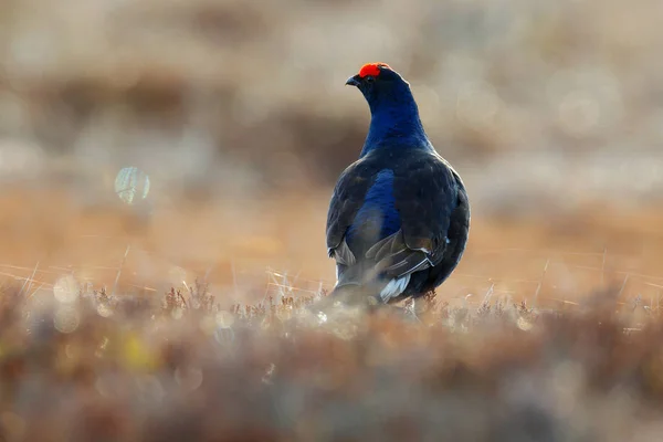 Un urogallo negro en el pino. Bonito pájaro Grouse, Tetrao tetrix, en el pantano, Rusia. Temporada de apareamiento de primavera en la naturaleza. Escena de vida silvestre del norte de Europa. Pájaro negro con cresta roja, cola blanca. — Foto de Stock