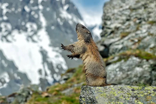 Aranyos kövér állat Marmot, ül a fűben a természet szikla hegyi élőhely, Alpok, Olaszország. Vadvilági jelenet a vad természetből. Vicces kép, részlet Marmot. — Stock Fotó