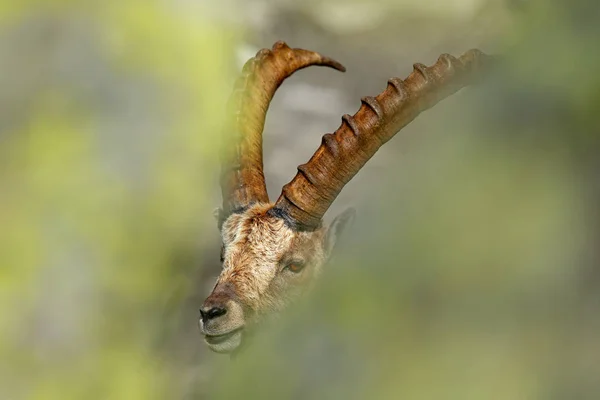 Ibex alpino, Capra ibex, no habitat natural. Parque Nacional Gran Paradisko, Itália. Cena de vida selvagem da natureza. Animal com chifre na montanha rochosa. Detalhe de close-up de mamífero com chifres nas pedras . — Fotografia de Stock