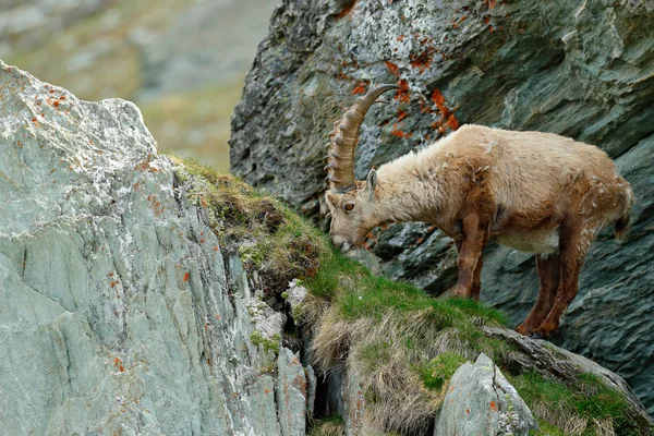 Alpine Ibex, Capra ibex, en hábitat natural. Parque Nacional Gran Paradisko, Italia. Escena de vida salvaje de la naturaleza. Animal con cuerno en la montaña rocosa. Detalle de cerca del mamífero con cuernos en las piedras . —  Fotos de Stock