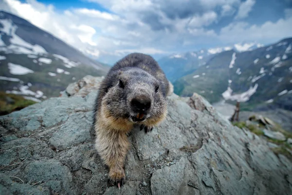 Χαριτωμένο λίπος ζώο Marmot, κάθεται στην πέτρα με τη φύση ροκ ορεινό ενδιαίτημα, Alp, Αυστρία. Άγρια ζωή σκηνή από την άγρια φύση. Αστεία εικόνα, λεπτομέρεια του Μάρμοτ. Ευρεία γωνία με ενδιαίτημα. — Φωτογραφία Αρχείου