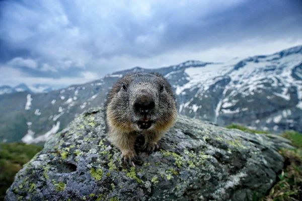 Lindo animal gordo Marmot, sentado en la piedra con hábitat de montaña de roca natural, Alp, Austria. Escena de vida silvestre de naturaleza salvaje. Imagen divertida, detalle de Marmot. Amplio ángulo con hábitat . — Foto de Stock