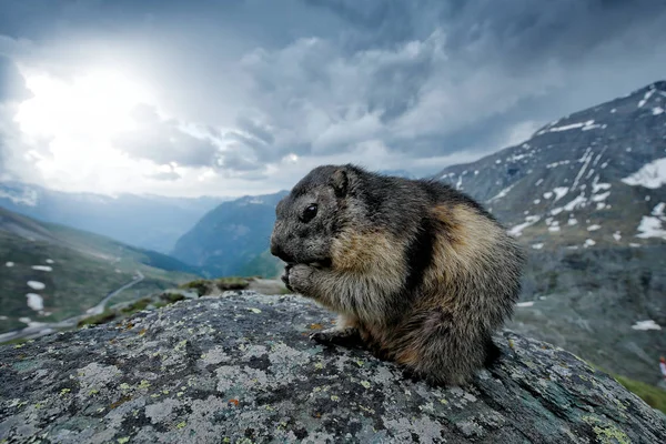 Roztomilé tlusté zvíře Marmot, sedí na kameni s přírodním skalním stanovištěm, Alpy, Rakousko. Divoká příroda z divoké přírody. Legrační obraz, detail Marmota. Široký úhel s prostředím. — Stock fotografie